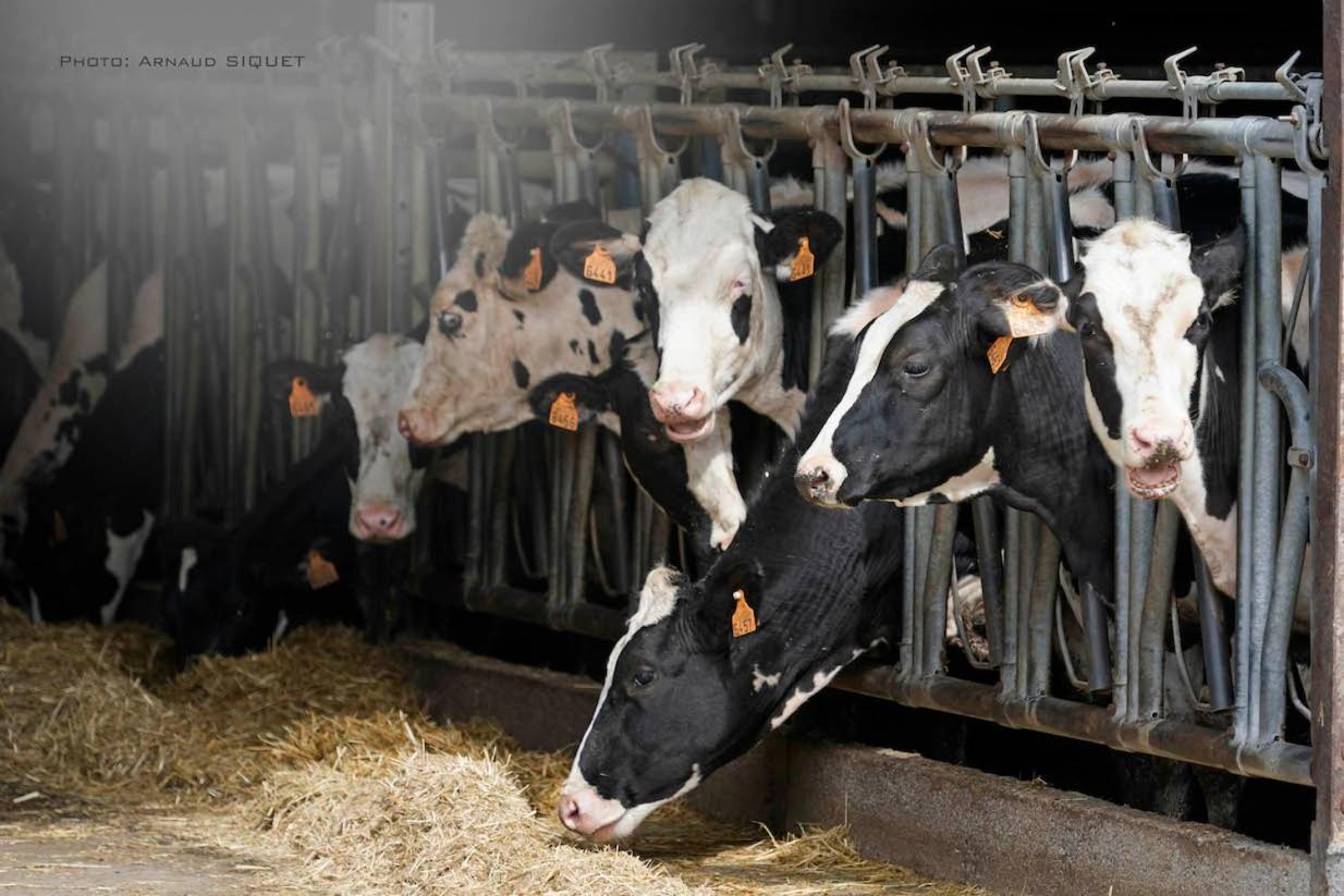 Gite Familial Ferme Des Aujes Falaen Onhaye Exterior foto